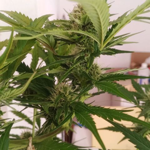 AK 420 growlog timeline photo