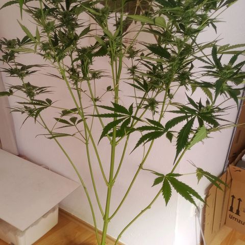 AK 420 growlog timeline photo