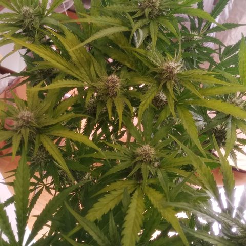 AK 420 growlog timeline photo