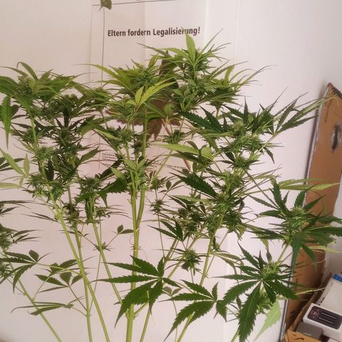 AK 420 growlog timeline photo