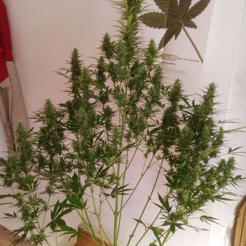 Gelato Auto #1 growlog timeline photo