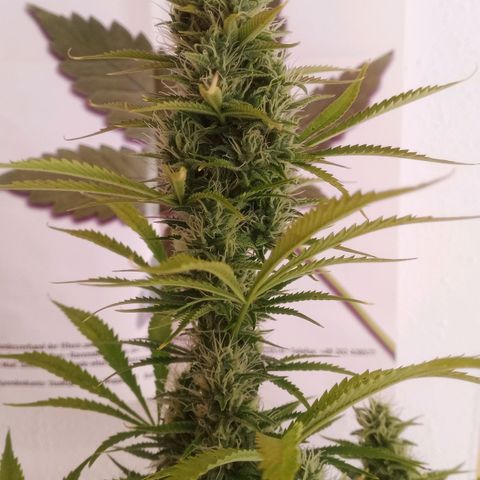 Gelato Auto #1 growlog timeline photo