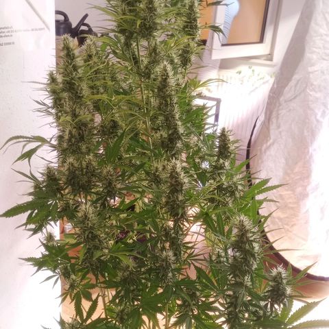 Gelato Auto #1 growlog timeline photo
