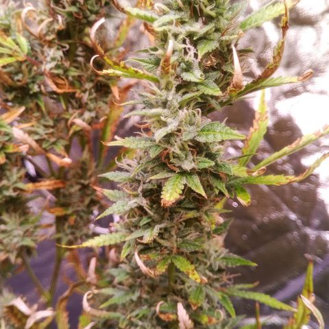 Gelato Auto #2 growlog photo: Ein Testbud wurde geraucht. Wirkung gut, aber brsucht noch