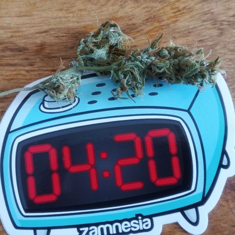 Gelato Auto #2 growlog photo: Ein Testbud wurde geraucht. Wirkung gut, aber brsucht noch