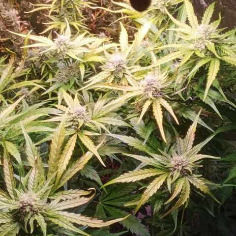 AK 420 growlog timeline photo
