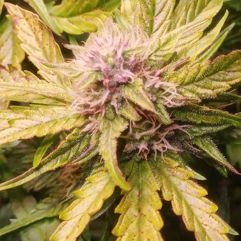 AK 420 growlog timeline photo