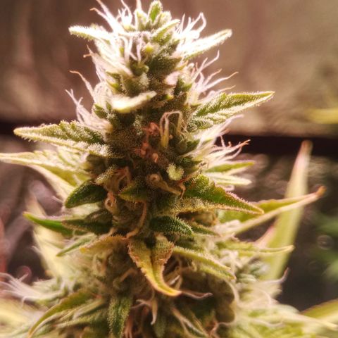 Gelato Auto #1 growlog timeline photo