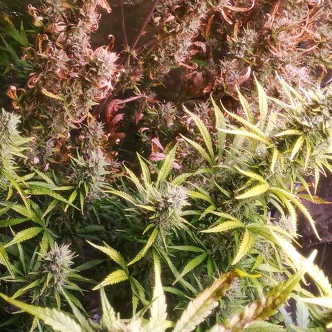 Gelato Auto #1 growlog timeline photo