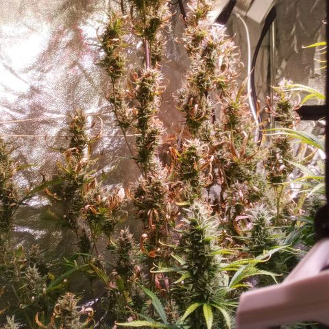 Gelato Auto #2 growlog timeline photo
