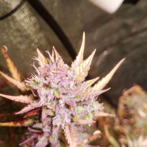 Gelato Auto #2 growlog timeline photo