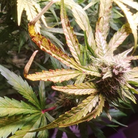 AK 420 growlog timeline photo