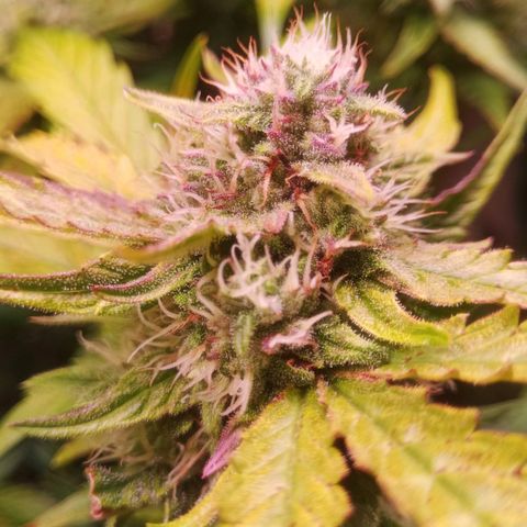 AK 420 growlog timeline photo
