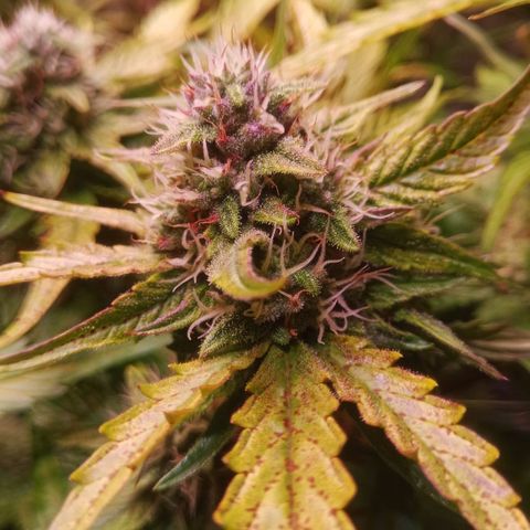 AK 420 growlog timeline photo