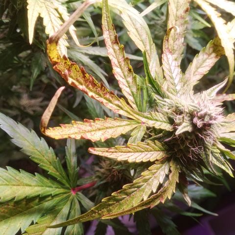 AK 420 growlog timeline photo