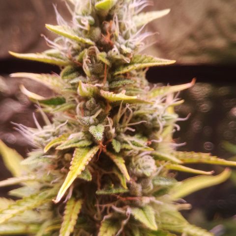 Gelato Auto #1 growlog timeline photo