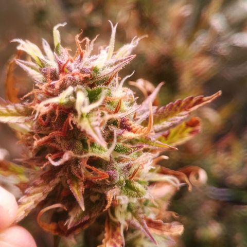 Gelato Auto #2 growlog timeline photo