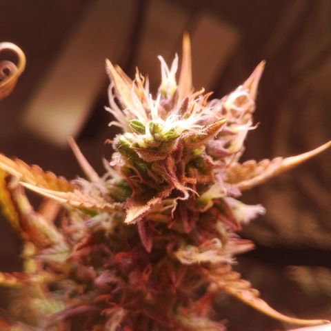Gelato Auto #2 growlog timeline photo