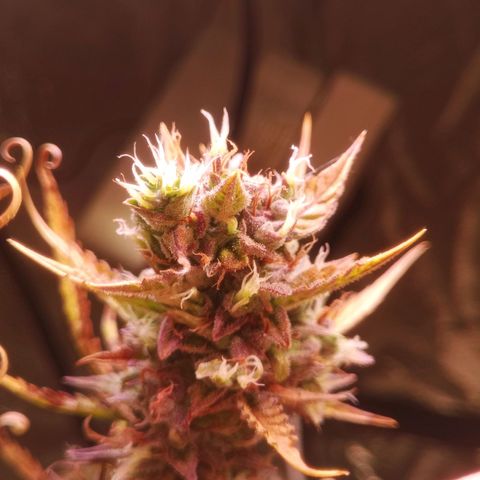 Gelato Auto #2 growlog timeline photo