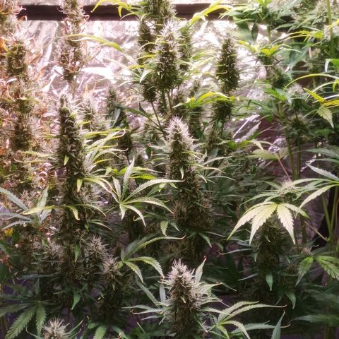 Gelato Auto #1 growlog timeline photo