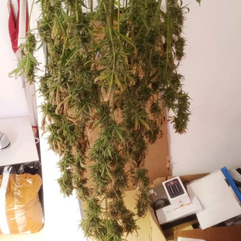 Gelato Auto #2 growlog timeline photo
