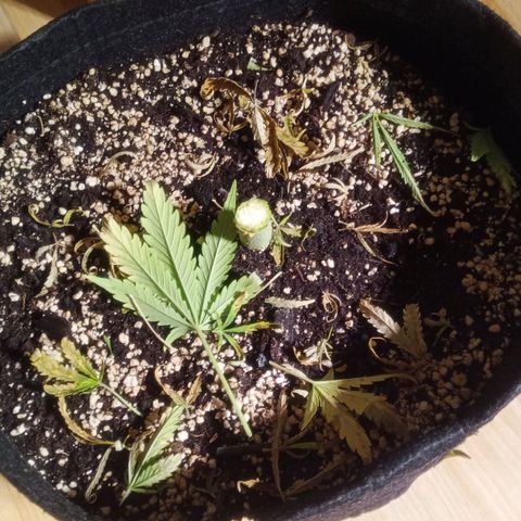 Gelato Auto #2 growlog timeline photo
