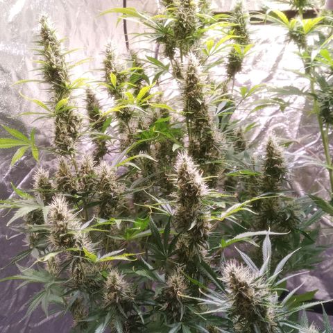 Gelato Auto #1 growlog timeline photo