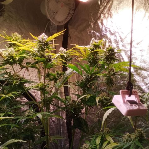 AK 420 growlog timeline photo
