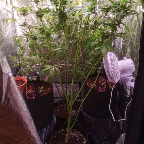 AK 420 growlog timeline photo