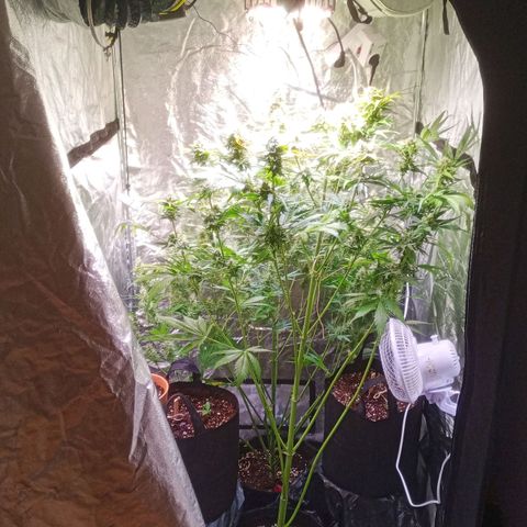 AK 420 growlog timeline photo
