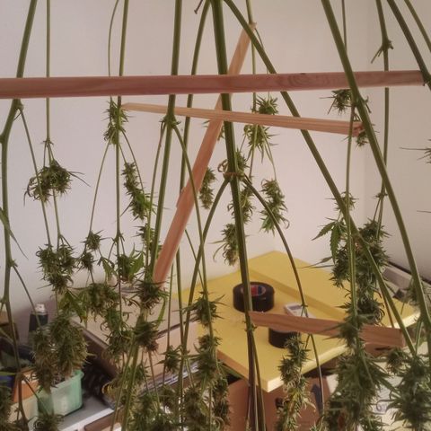 Gelato Auto #2 growlog timeline photo
