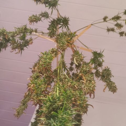 Gelato Auto #2 growlog timeline photo