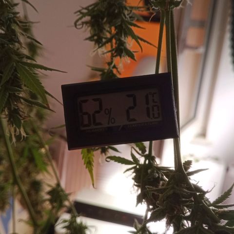 Gelato Auto #2 growlog timeline photo
