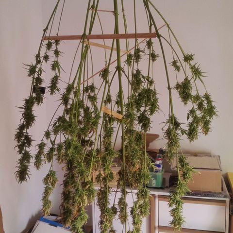 Gelato Auto #2 growlog timeline photo