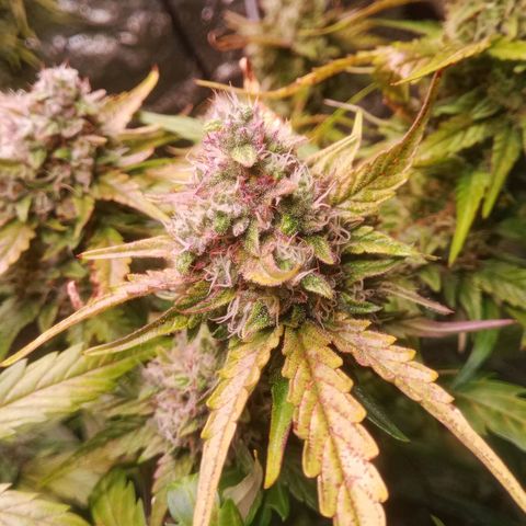 AK 420 growlog timeline photo