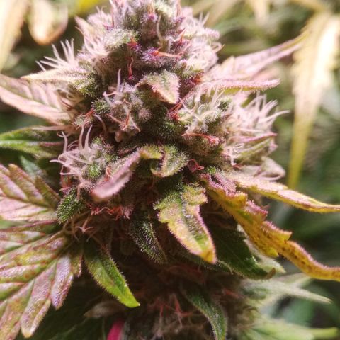 AK 420 growlog timeline photo