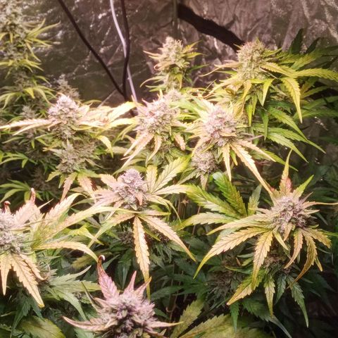 AK 420 growlog timeline photo