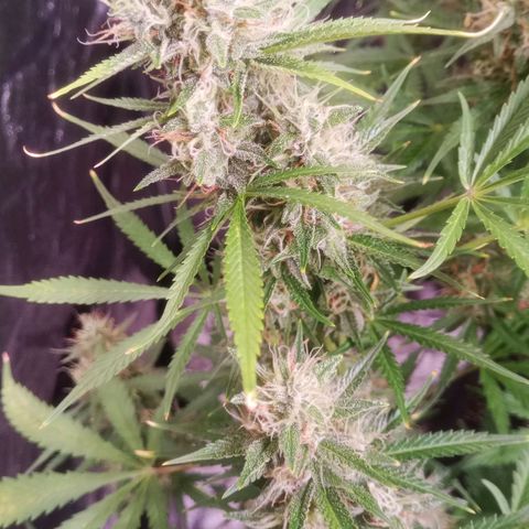 Gelato Auto #1 growlog timeline photo