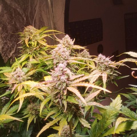 AK 420 growlog timeline photo