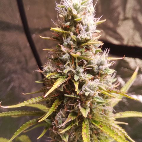 Gelato Auto #1 growlog timeline photo