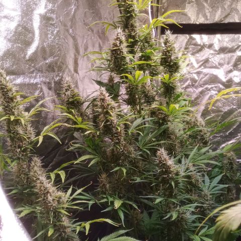 Gelato Auto #1 growlog timeline photo