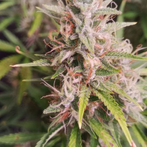 Gelato Auto #1 growlog timeline photo