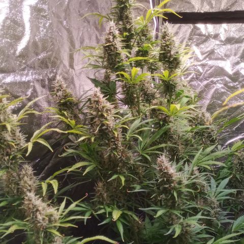 Gelato Auto #1 growlog timeline photo