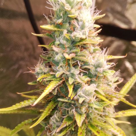 Gelato Auto #1 growlog timeline photo