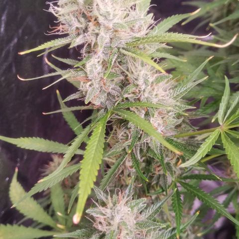Gelato Auto #1 growlog timeline photo
