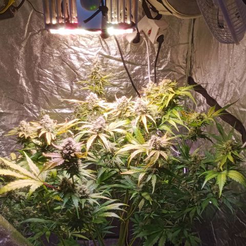 AK 420 growlog timeline photo