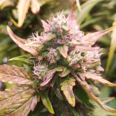 AK 420 growlog timeline photo
