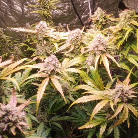 AK 420 growlog timeline photo