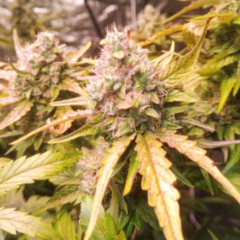 AK 420 growlog timeline photo