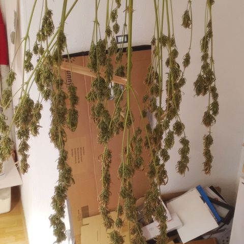 Gelato Auto #2 growlog timeline photo